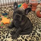 French bulldog puppies for sale 