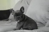 7 week old rare colored french bulldog