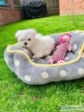 Maltese puppies for sale