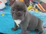 Very cute french bulldog puppies
