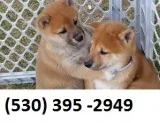 Jklopuio home trained shiba inu puppies