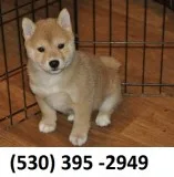 Gbhtwe home trained shiba inu puppies