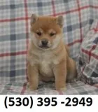 Hjiklo home trained shiba inu puppies