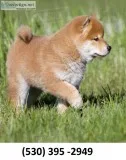Aqqawer home trained shiba inu puppies
