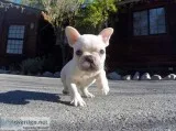 Super cute french bulldog puppy for sale