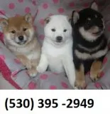 Sxaqwevb home trained shiba inu puppies