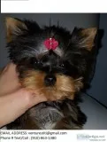 Gdtd yorkie puppies 