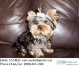 Ndhdj yorkie puppies for sale 