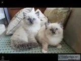 Hdk ragdoll kittens for sale