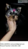 Vgfad yorkie puppies for sale 