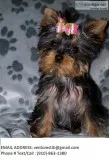 Gfatr yorkie puppies for sale 