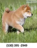 Fgjyhf home trained shiba inu puppies