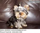 Bhgfds yorkie puppies for sale 