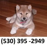 Drtyhth home trained shiba inu puppies