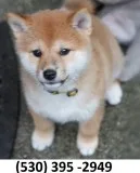 Ergtrtg home trained shiba inu puppies