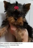 Ftysr yorkie puppies for sale 