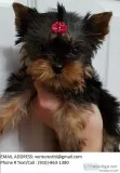 Hdkdjdk yorkie puppies for sale 