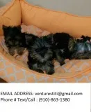Hysft yorkie puppies for sale 