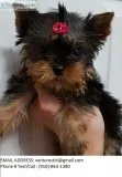 Adytr yorkie puppies for sale 