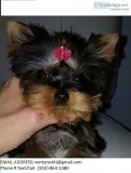 Bgsfgt yorkie puppies for sale 