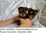 Gstsy yorkie puppies for sale 