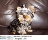 Udjdhd yorkie puppies for sale 