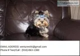 Fdsrt yorkie puppies for sale 