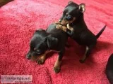 Healthy miniature pinscher ready asap