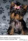Gafat yorkie puppies for sale 