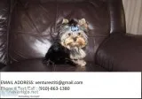 Adaft yorkie puppies for sale 