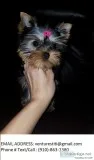 Gafaty yorkie puppies for sale 
