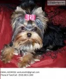 Gysra yorkie puppies for sale