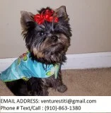 Hystf yorkie puppies for sale 