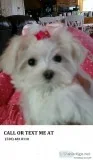 *playful maltese pups availble now adp