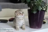 Home raised scottish fold kittens