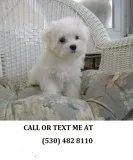 $$$$standared maltese puppies for sale