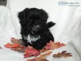 Shih tzu puppy for sale
