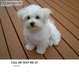  male and female maltese puppies