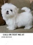 Mkjhr maltese puppies for sale