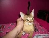Home raised abayssinia kittens