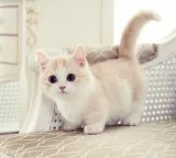 Cute munchkin kittens available