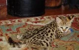 Home raised savannah kittens