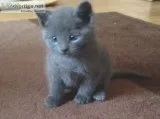 Nice russian blue kittens