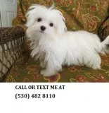  lovely maltese puppies for sale 