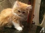 Home raised main c--n kittens