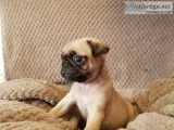 Pug puppies * priced reduced*