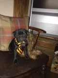 Outstanding pug puppies