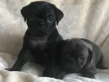 Cream pug - bitch