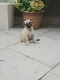 Outstanding pug puppies