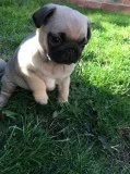 Outstanding pug puppies